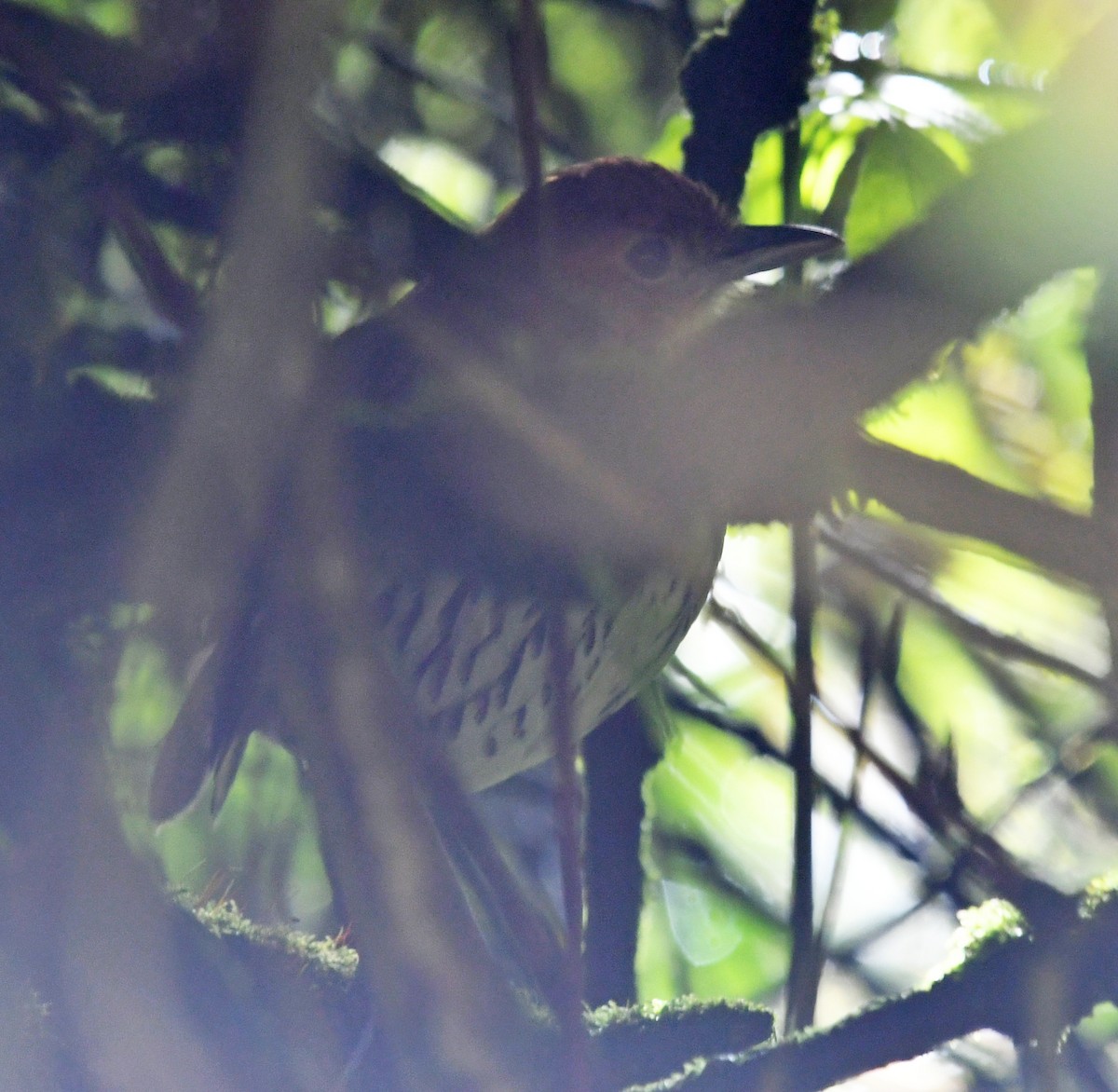 Мурашниця рудоголова - ML644313203