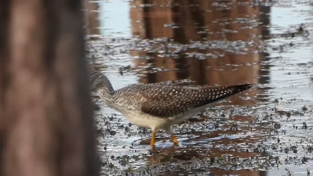 Greater Yellowlegs - ML644313204