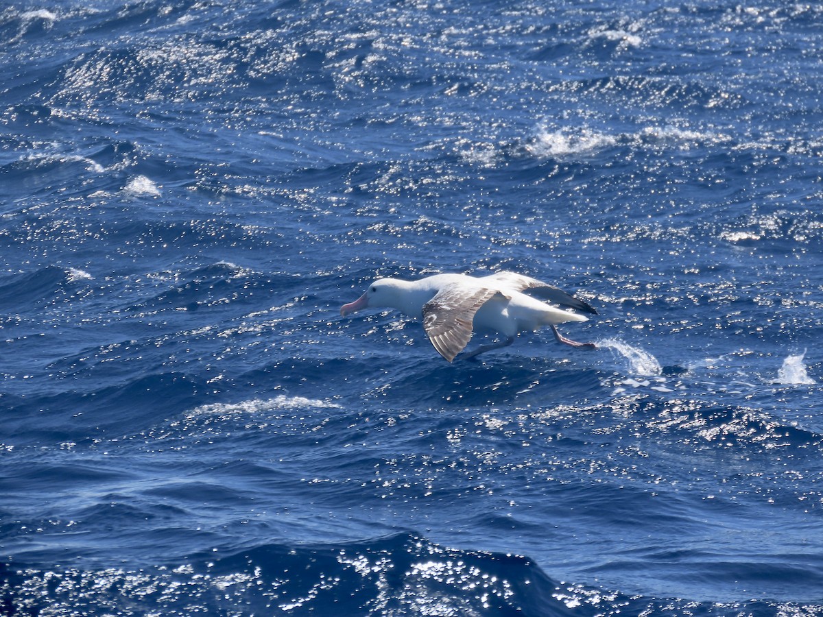 Albatros des Antipodes (gibsoni) - ML644313208