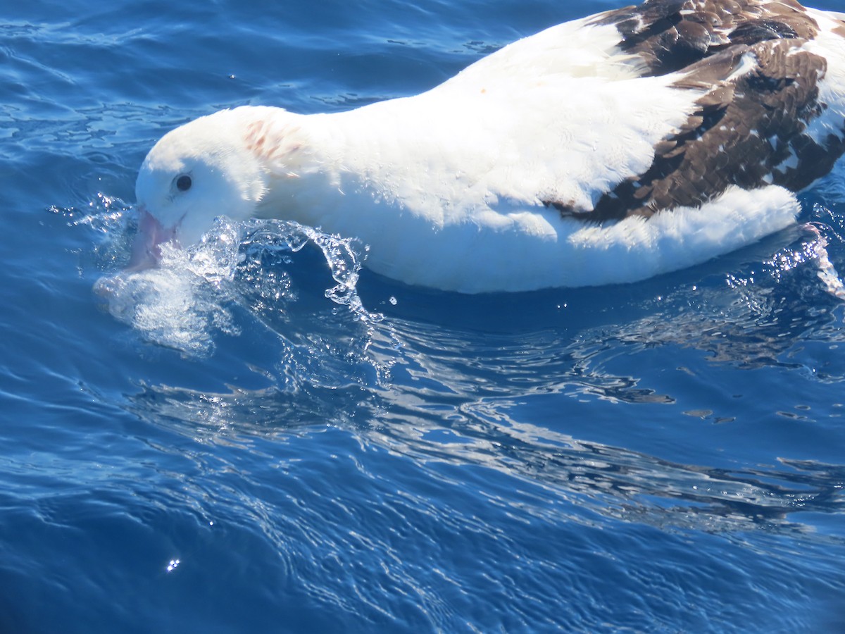 Antipodenalbatros (gibsoni) - ML644313209