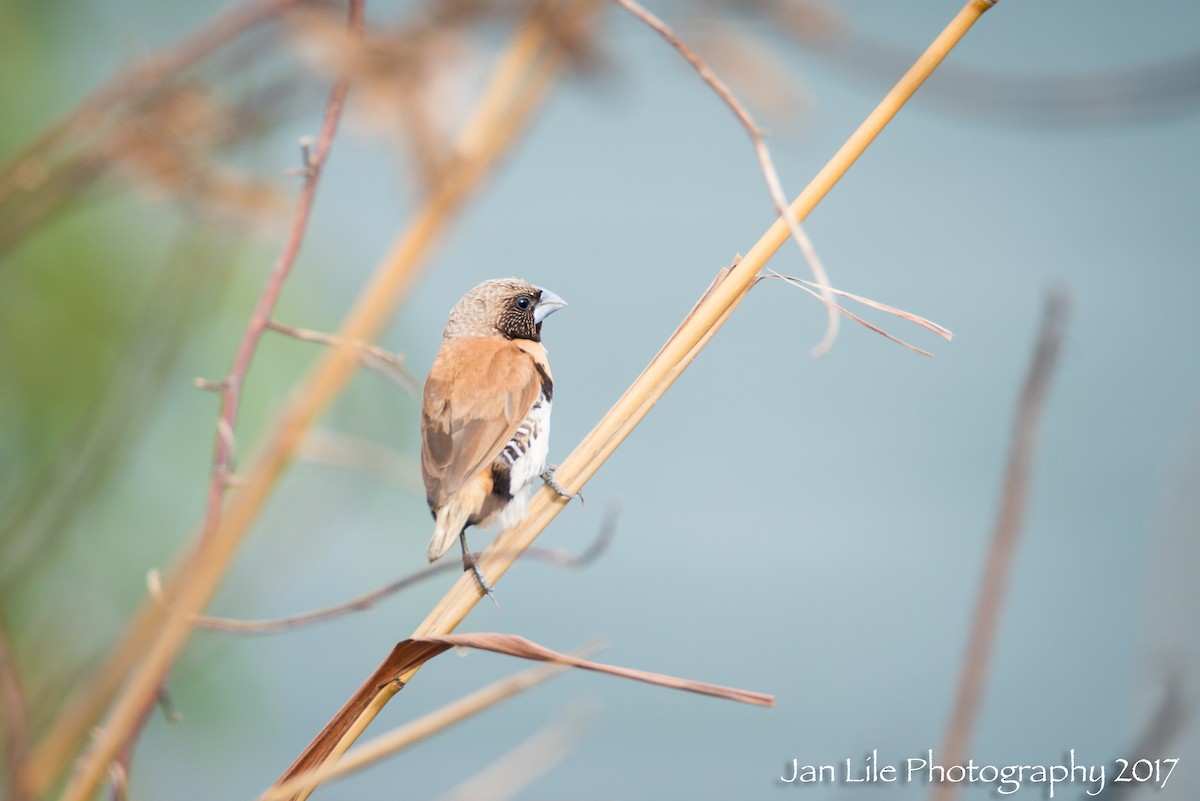 Chestnut-breasted Munia - ML64431321