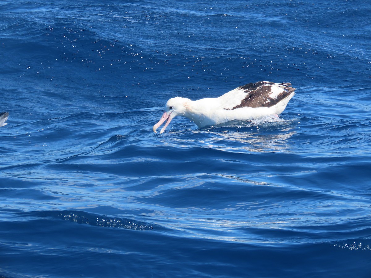 Antipodenalbatros (gibsoni) - ML644313210