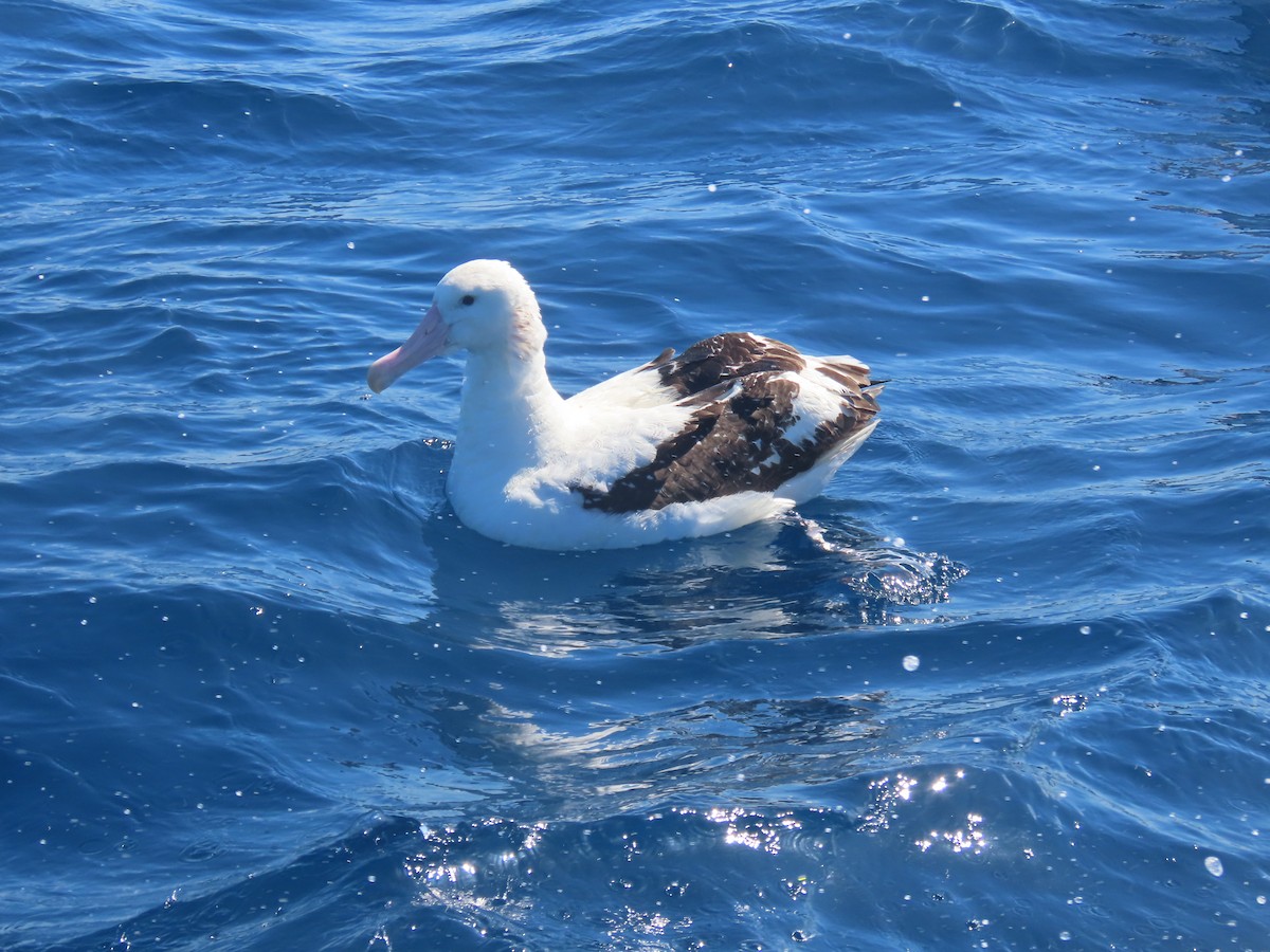 Antipodenalbatros (gibsoni) - ML644313211