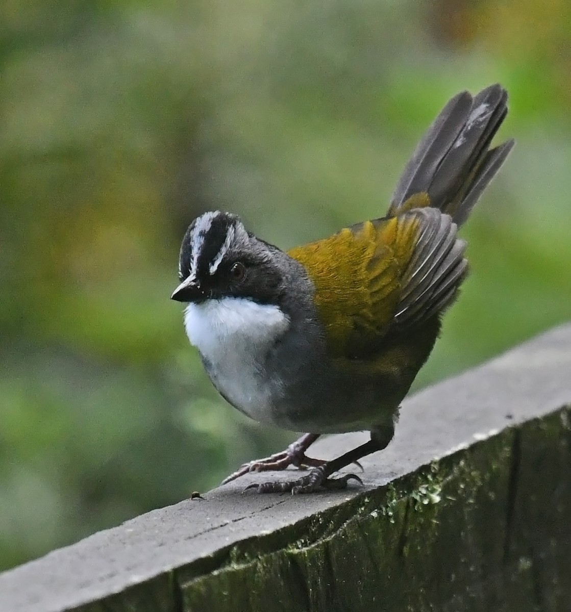 Tohi à raies grises - ML644313220