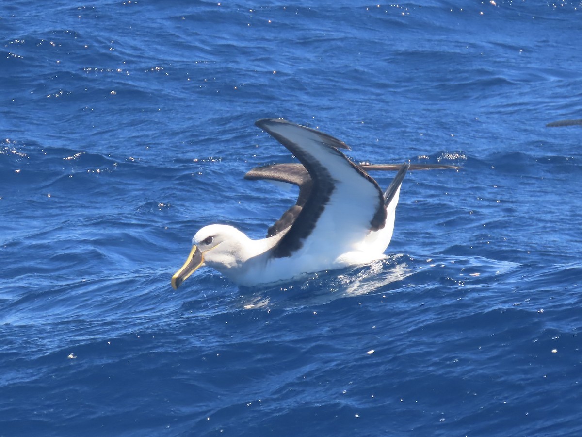 Buller's Albatross - ML644313235