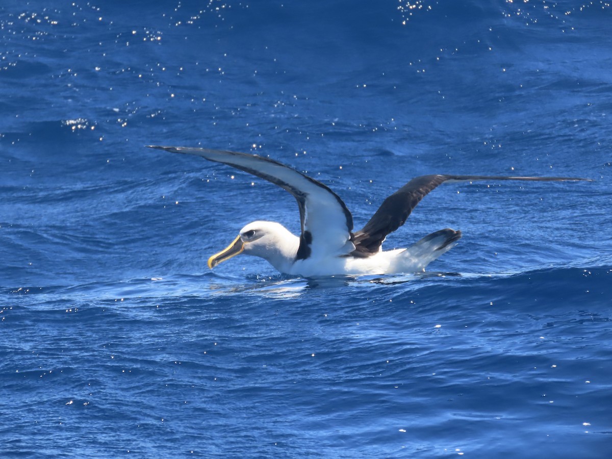 Buller's Albatross - ML644313236