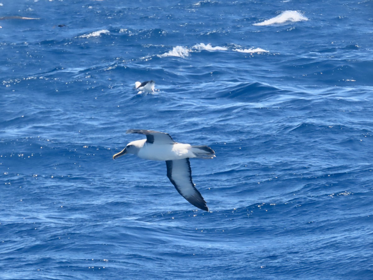 Buller's Albatross - ML644313237