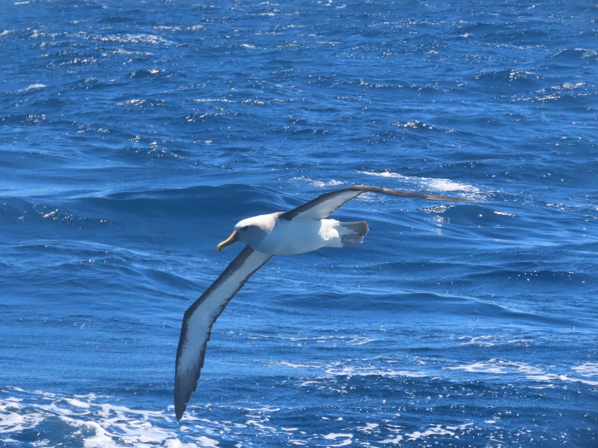 Buller's Albatross - ML644313238