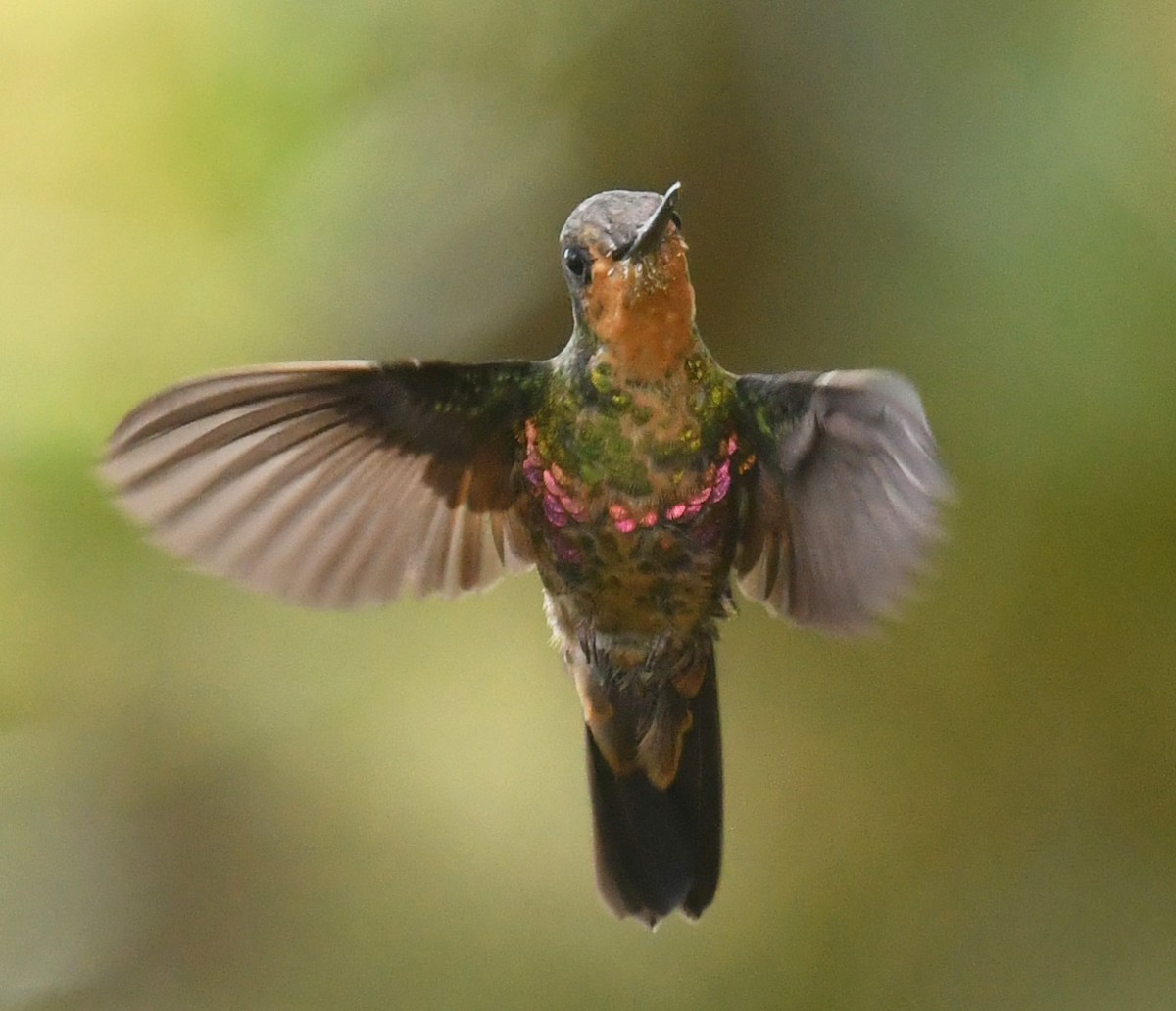 Blue-throated Starfrontlet - ML644313247