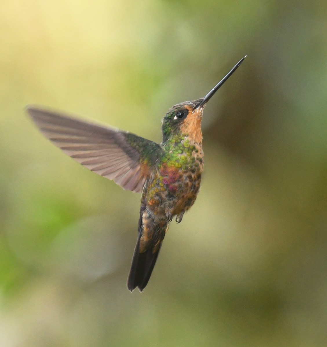 Blue-throated Starfrontlet - ML644313248