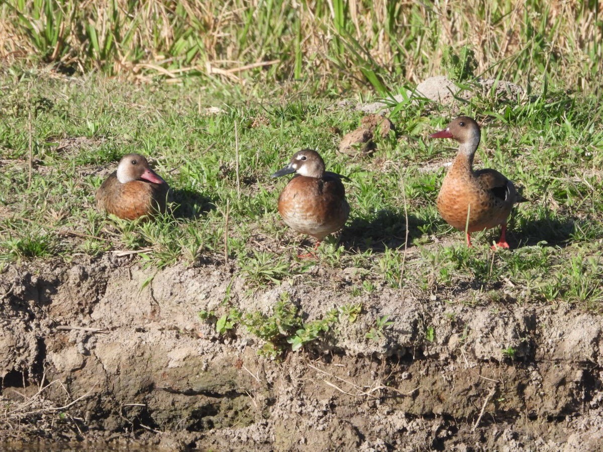 brasiland - ML644313256