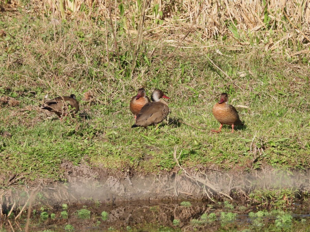 brasiland - ML644313257