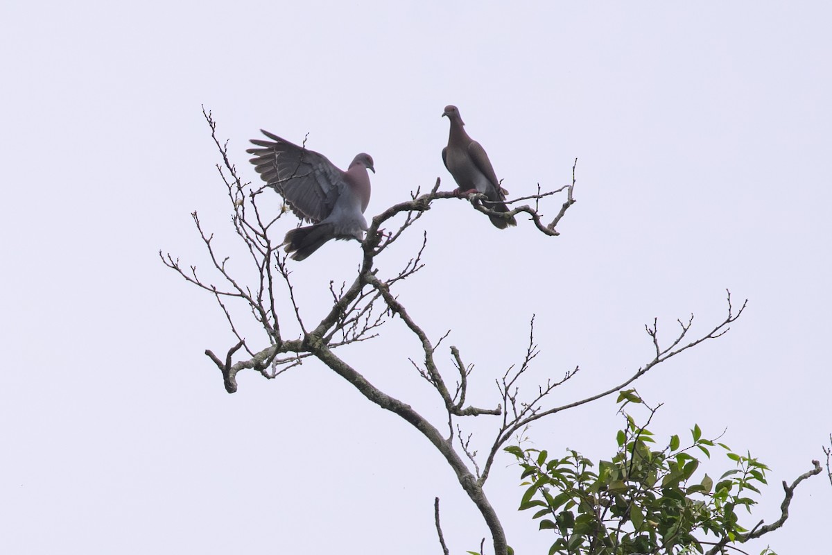Pale-vented Pigeon - ML644313270