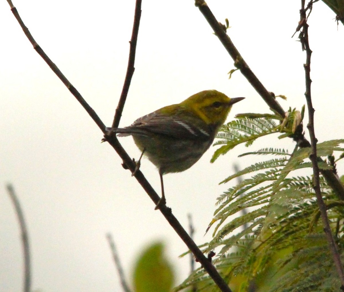 ノドグロミドリアメリカムシクイ - ML644313272