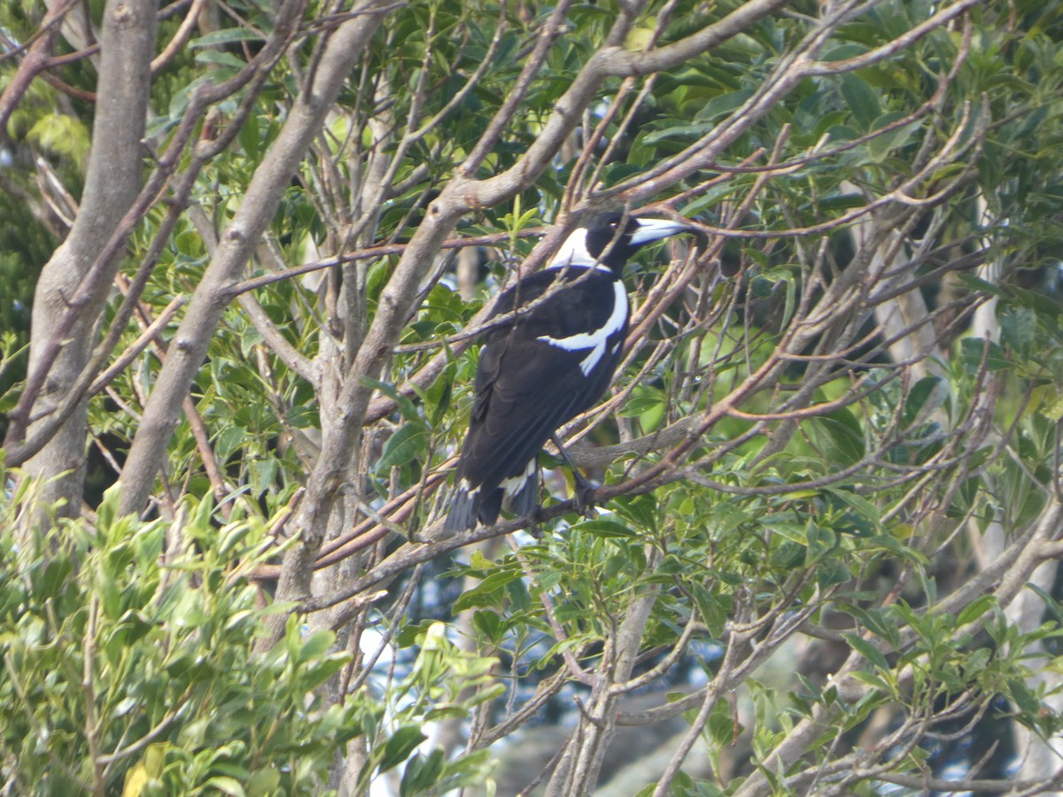 Cassican flûteur (groupe tibicen) - ML644313278