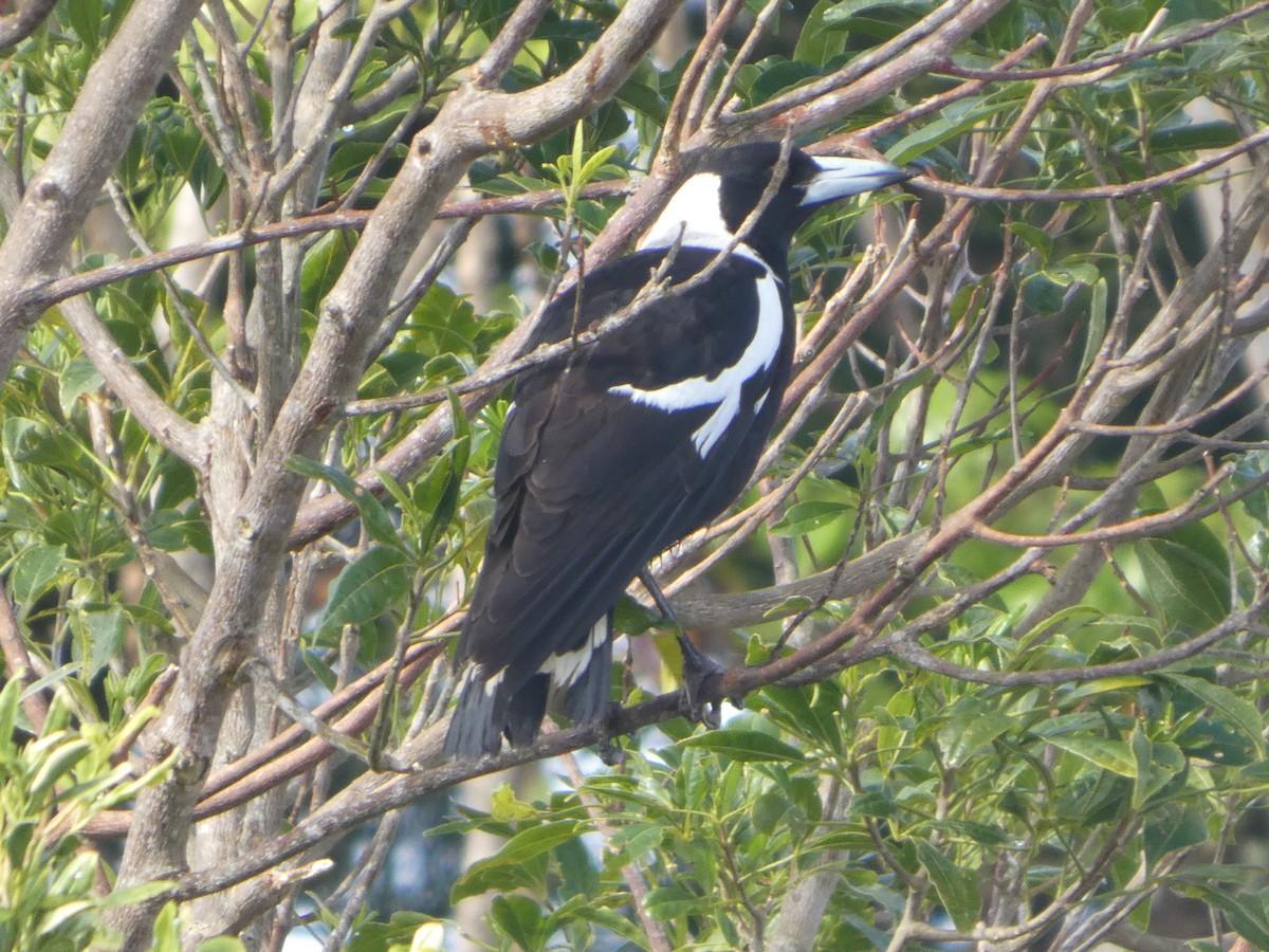 Cassican flûteur (groupe tibicen) - ML644313279