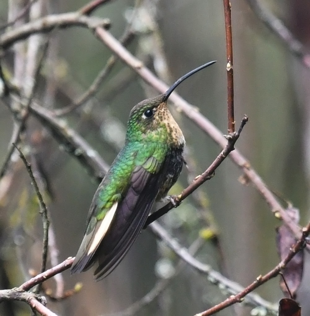 Colibri de Lafresnaye - ML644313282