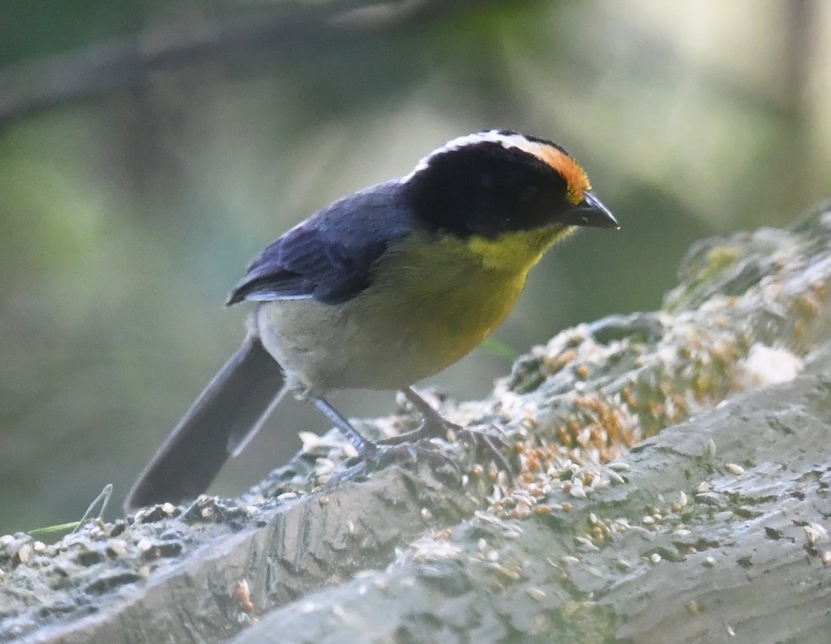 Tohi à nuque claire - ML644313294