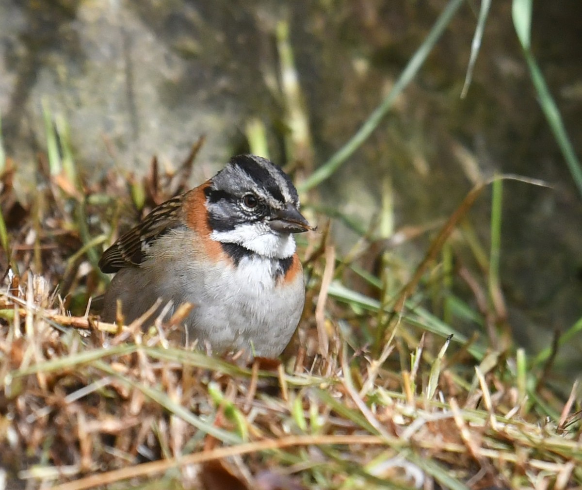 Bruant chingolo - ML644313302