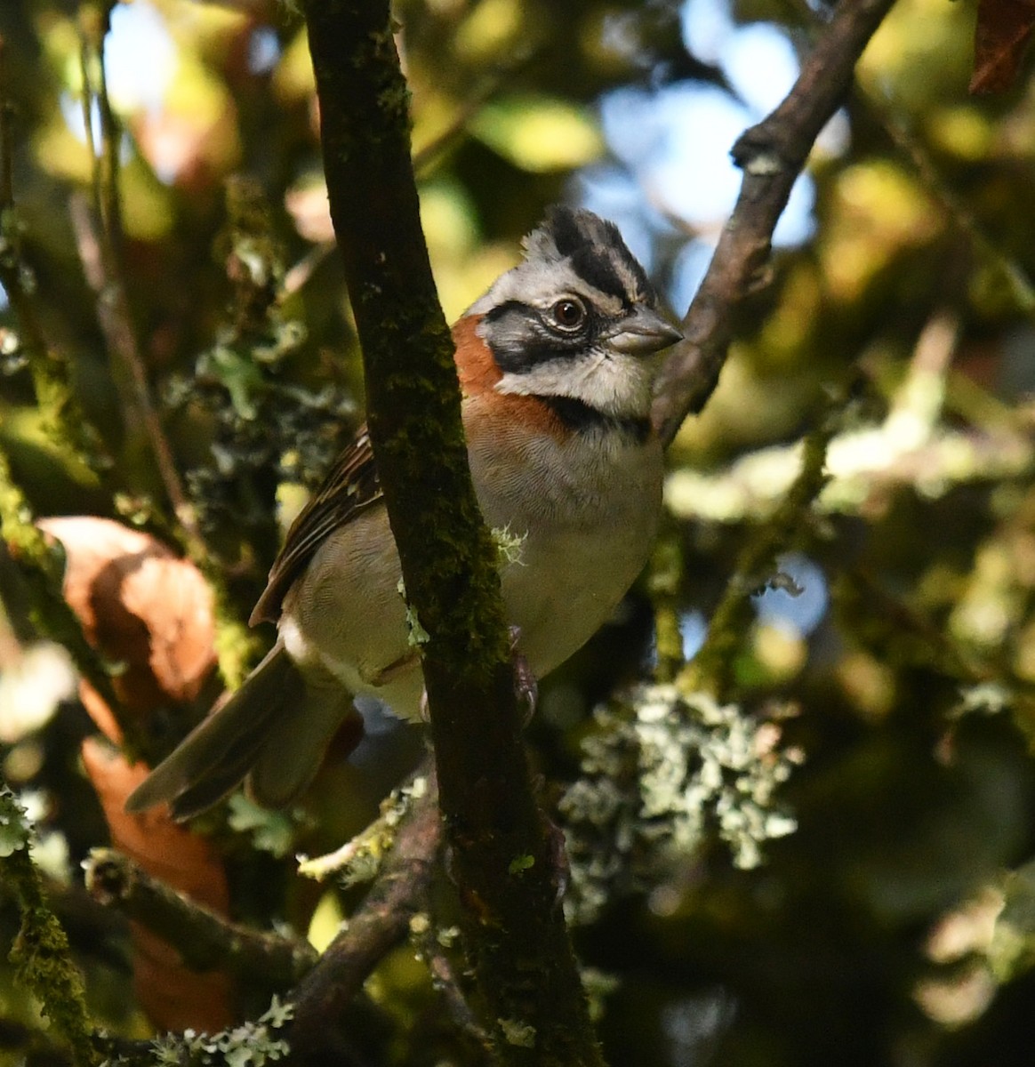 Bruant chingolo - ML644313303
