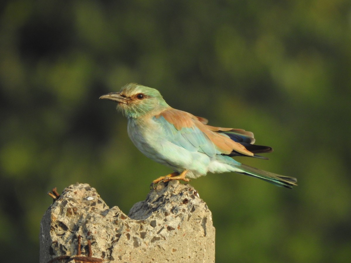 Сиворакша євразійська - ML644313304