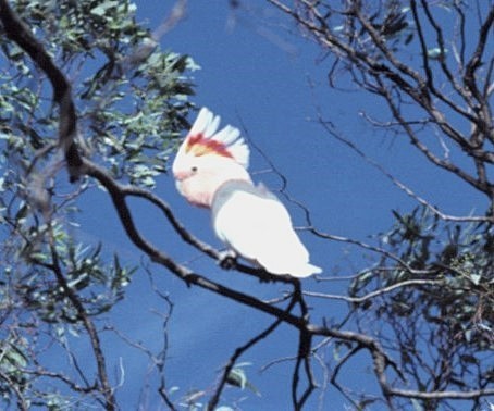 Pink Cockatoo - ML644313307
