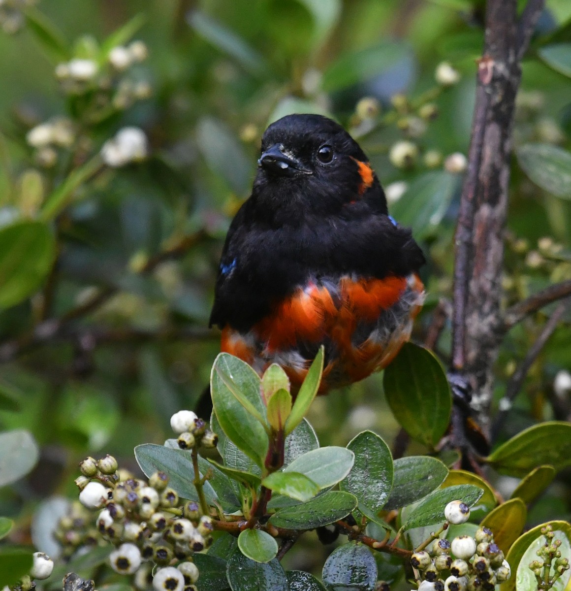 Tangara à ventre rouge - ML644313310