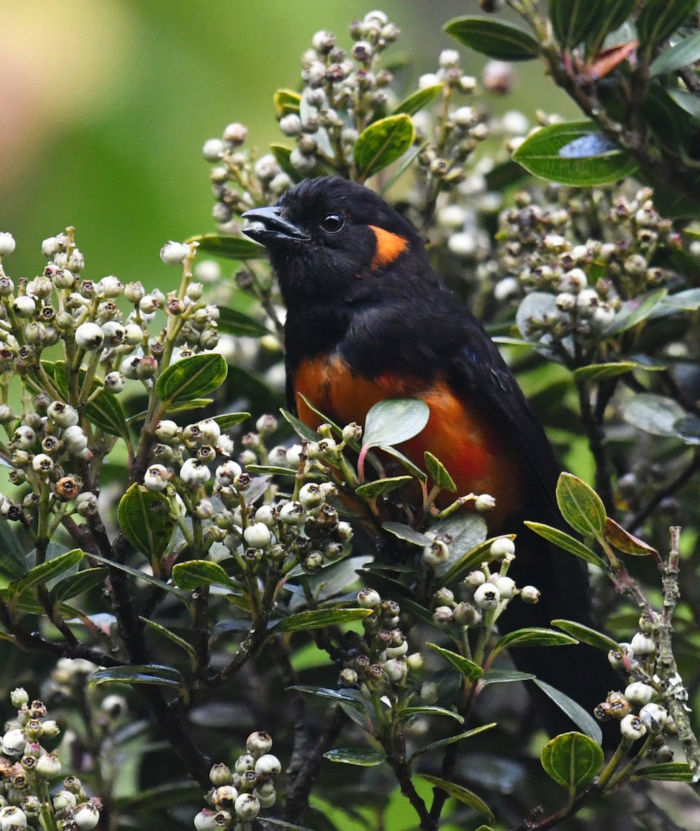 Tangara à ventre rouge - ML644313311