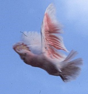 Pink Cockatoo - ML644313313