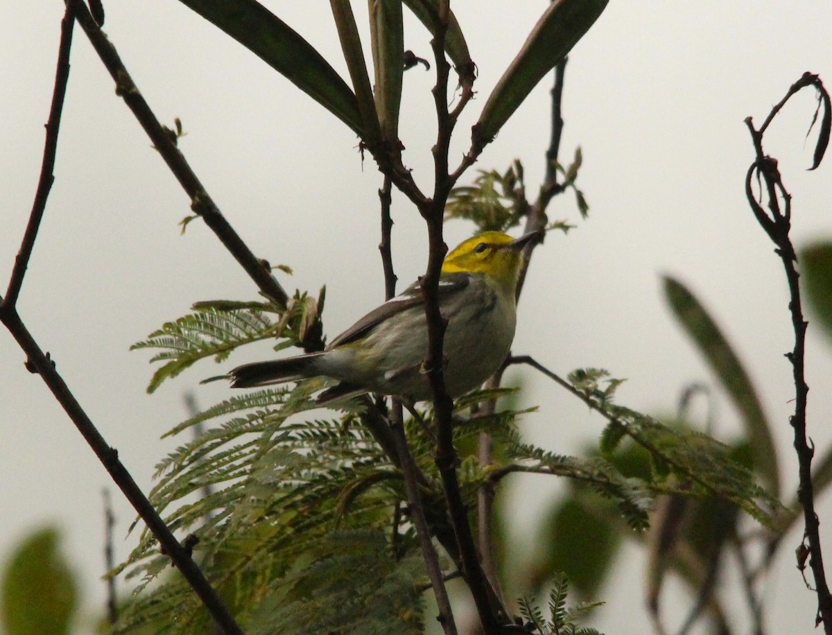 ノドグロミドリアメリカムシクイ - ML644313320