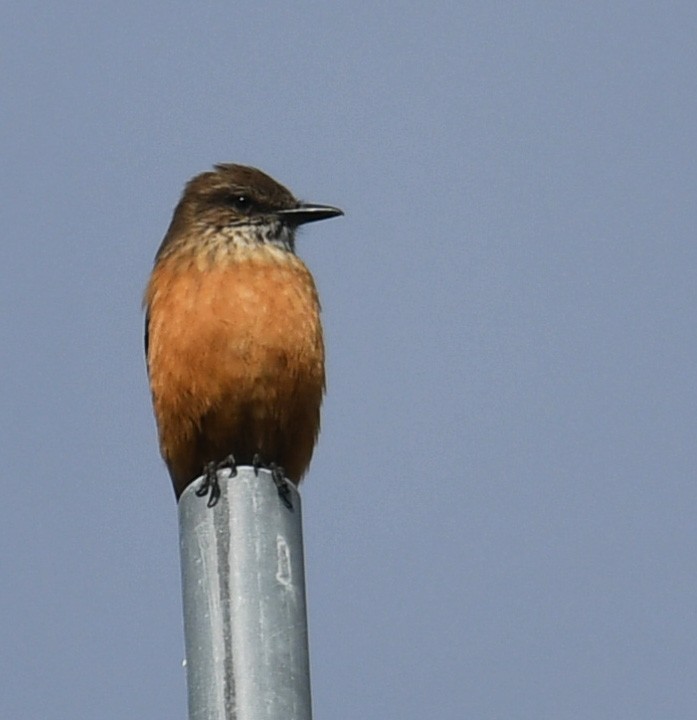 Moucherolle à gorge rayée - ML644313321