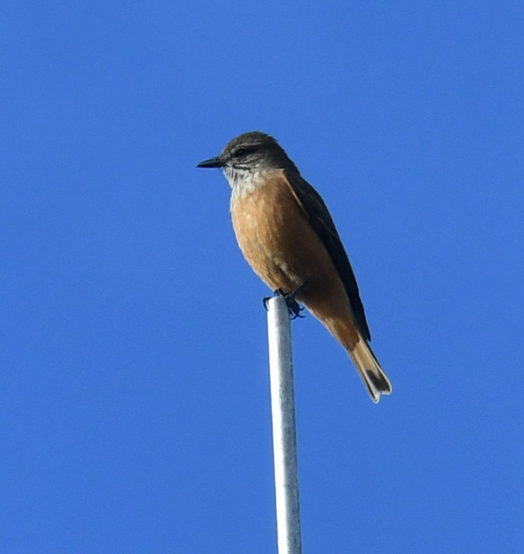 Moucherolle à gorge rayée - ML644313322