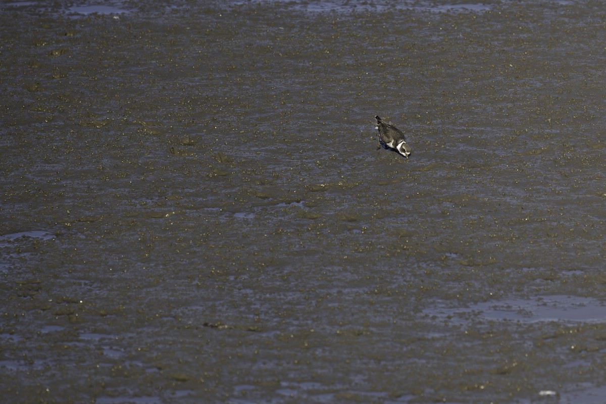 Semipalmated Plover - ML644313323