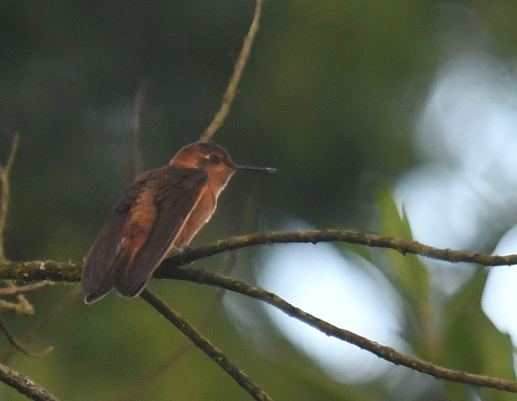 Colibri étincelant - ML644313325