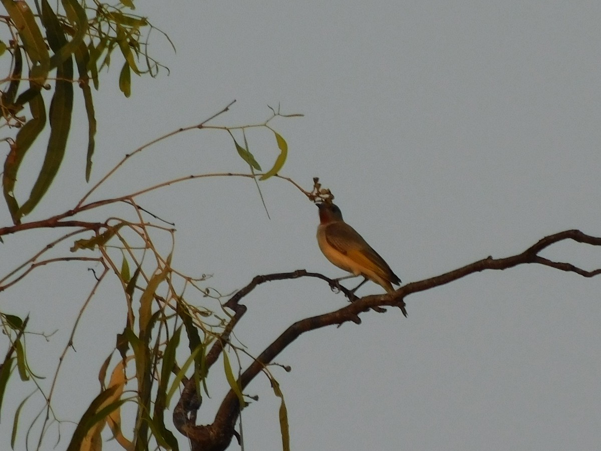 Rufous-throated Honeyeater - ML644313327