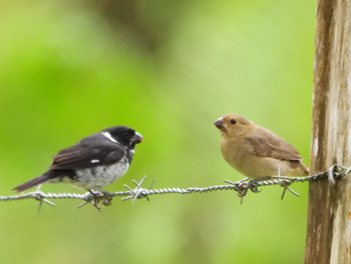 Variable Seedeater - ML644313328