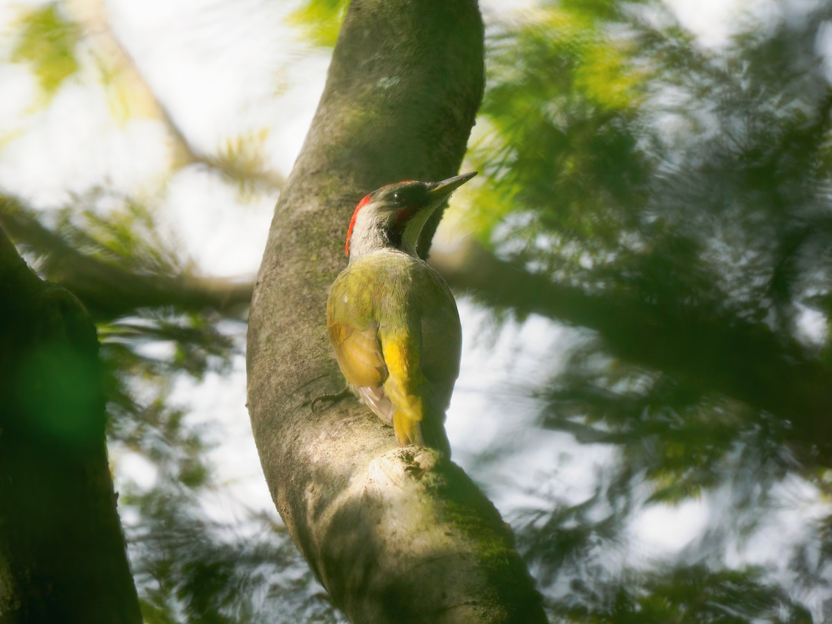 Japanese Woodpecker - ML644313329