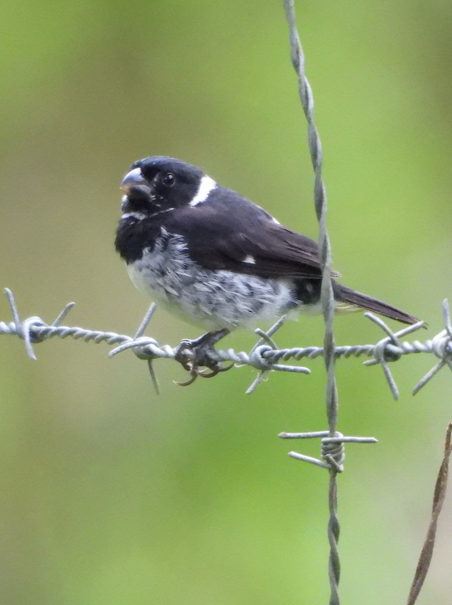 Variable Seedeater - ML644313336