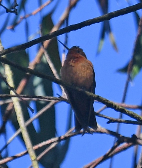 Colibri étincelant - ML644313337