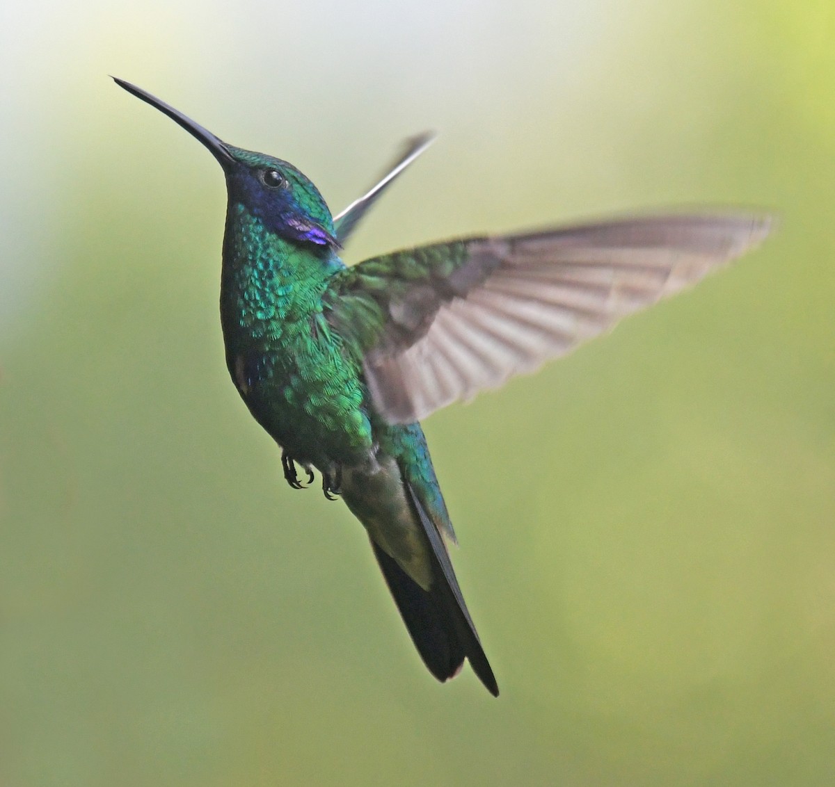 fiolørekolibri - ML644313340