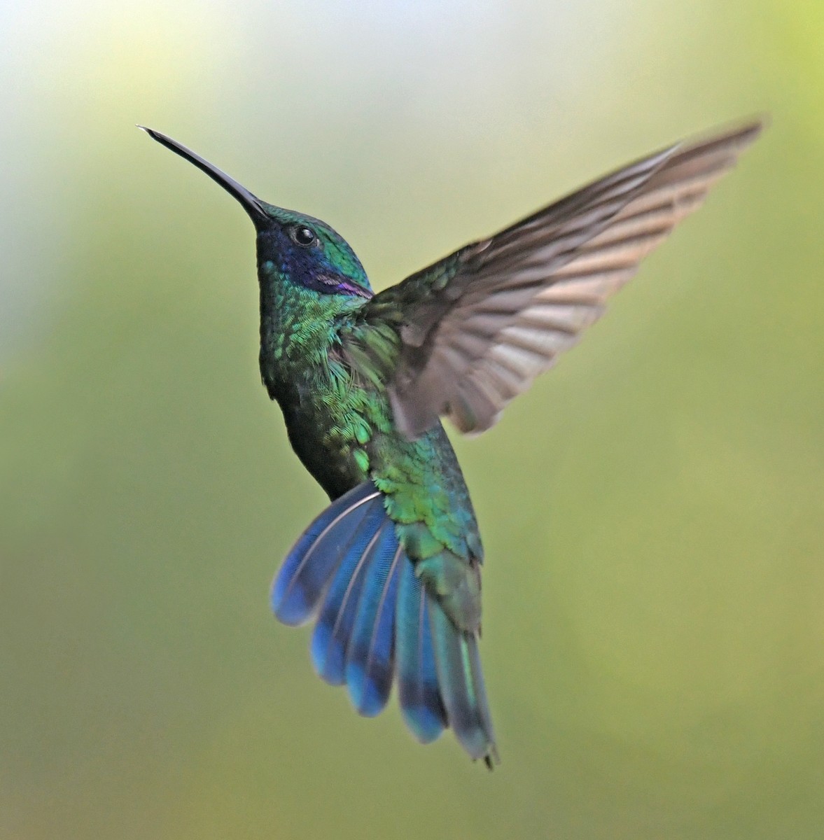 fiolørekolibri - ML644313341