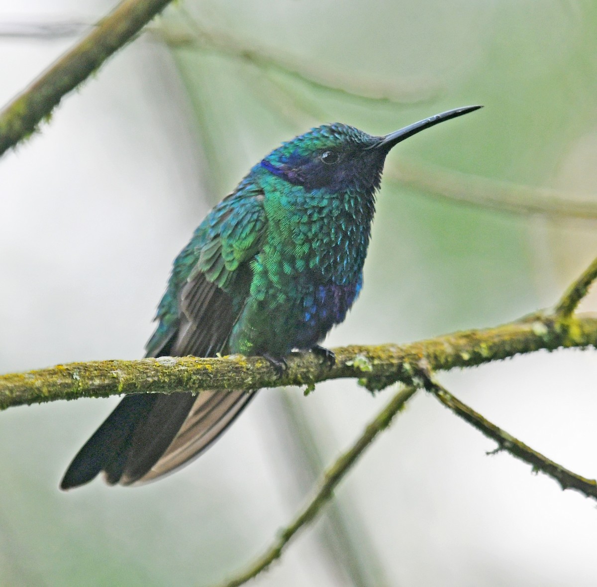 fiolørekolibri - ML644313342