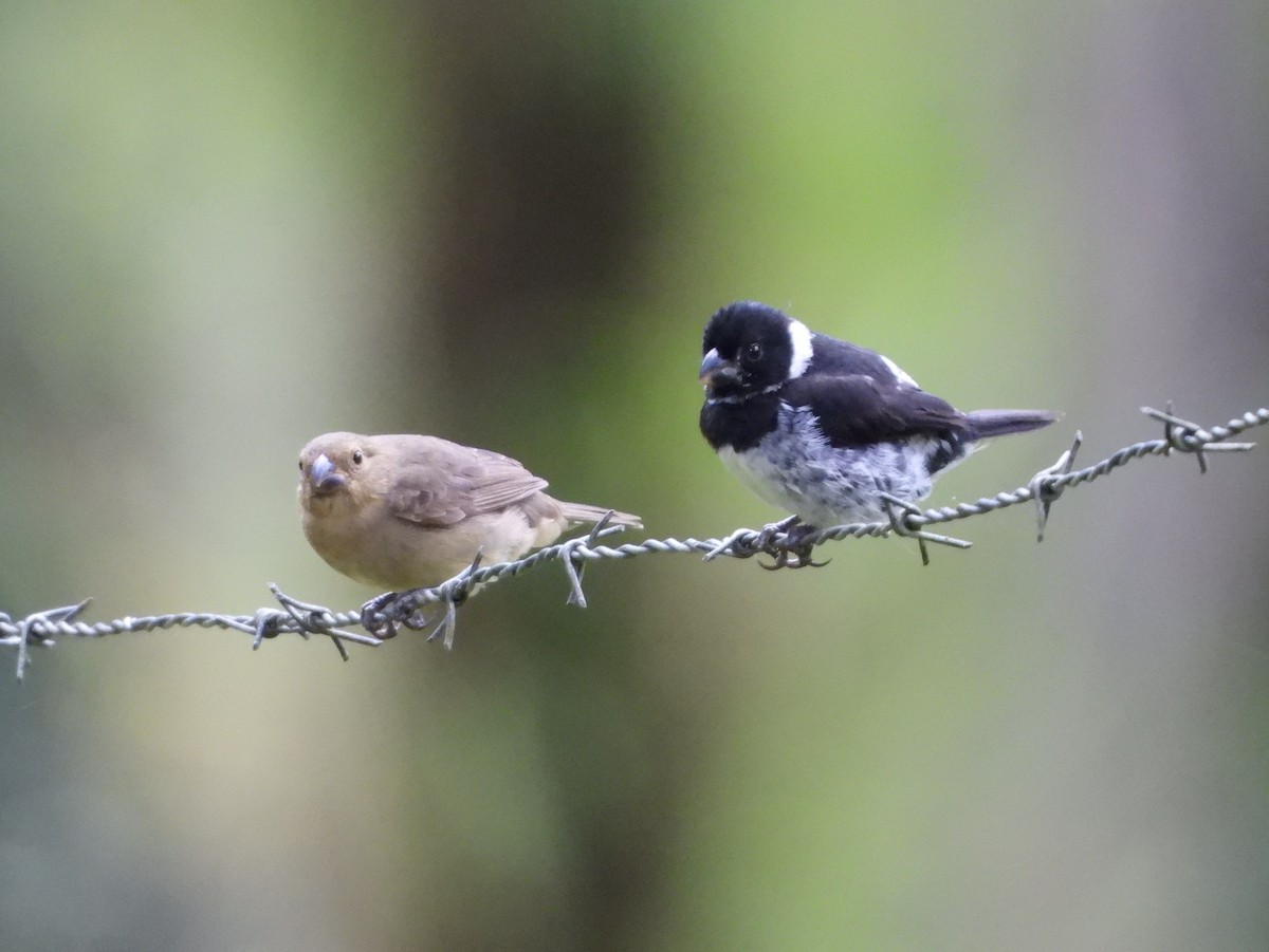 Variable Seedeater - ML644313345