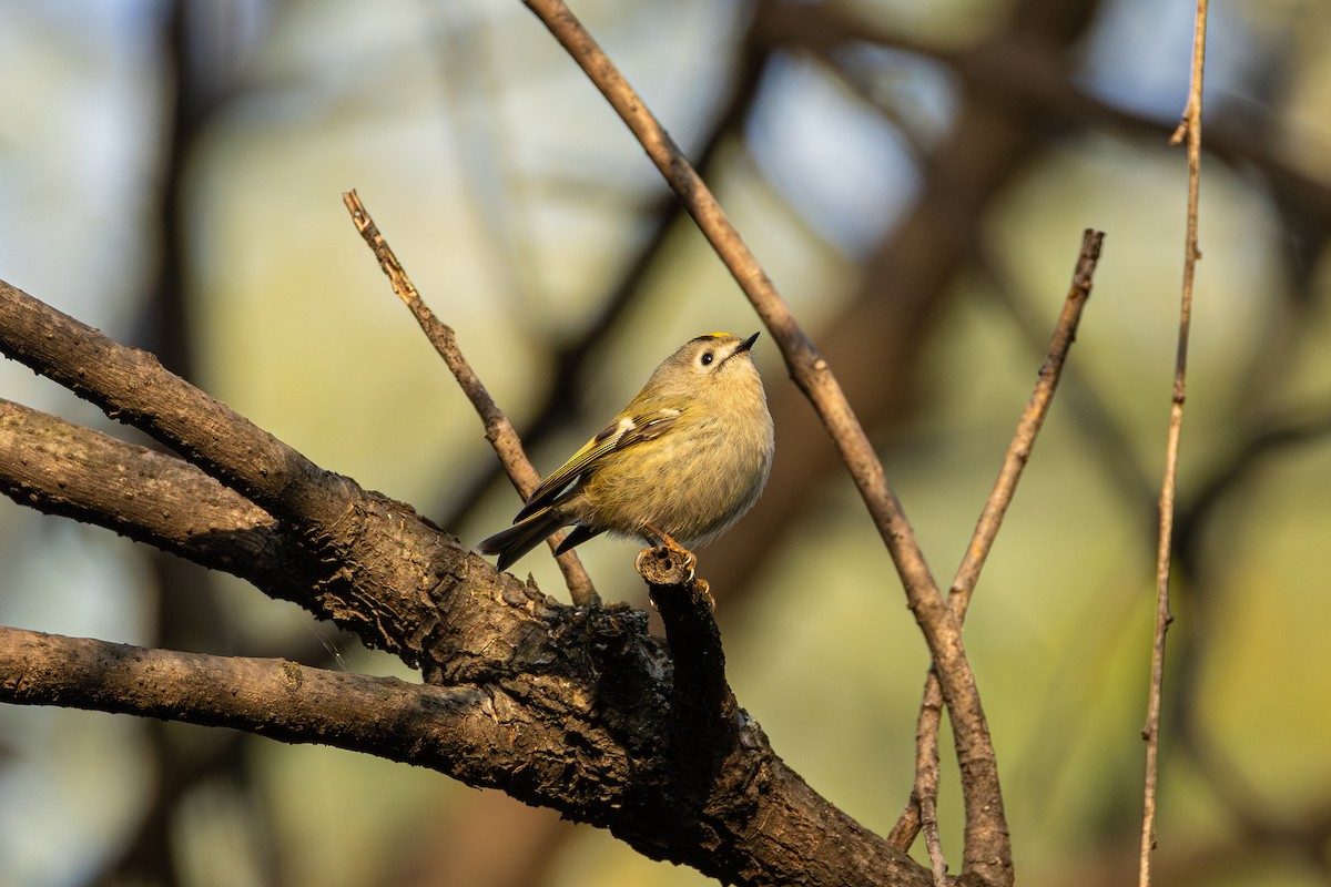 Reyezuelo Sencillo - ML644313363