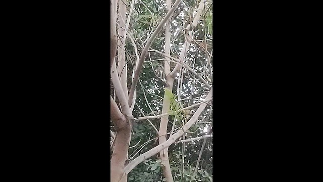 Austral Pygmy-Owl - ML644313364