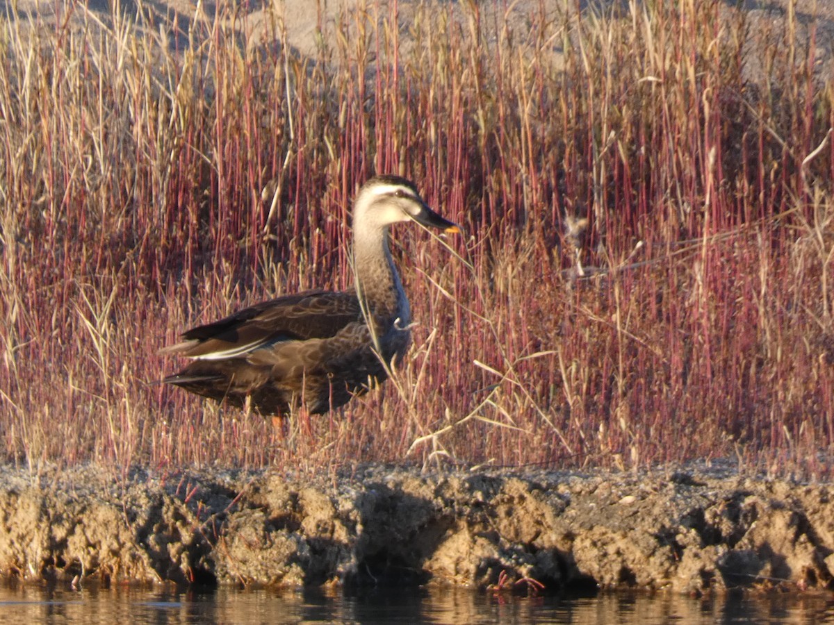 Eastern Spot-billed Duck - ML644313367
