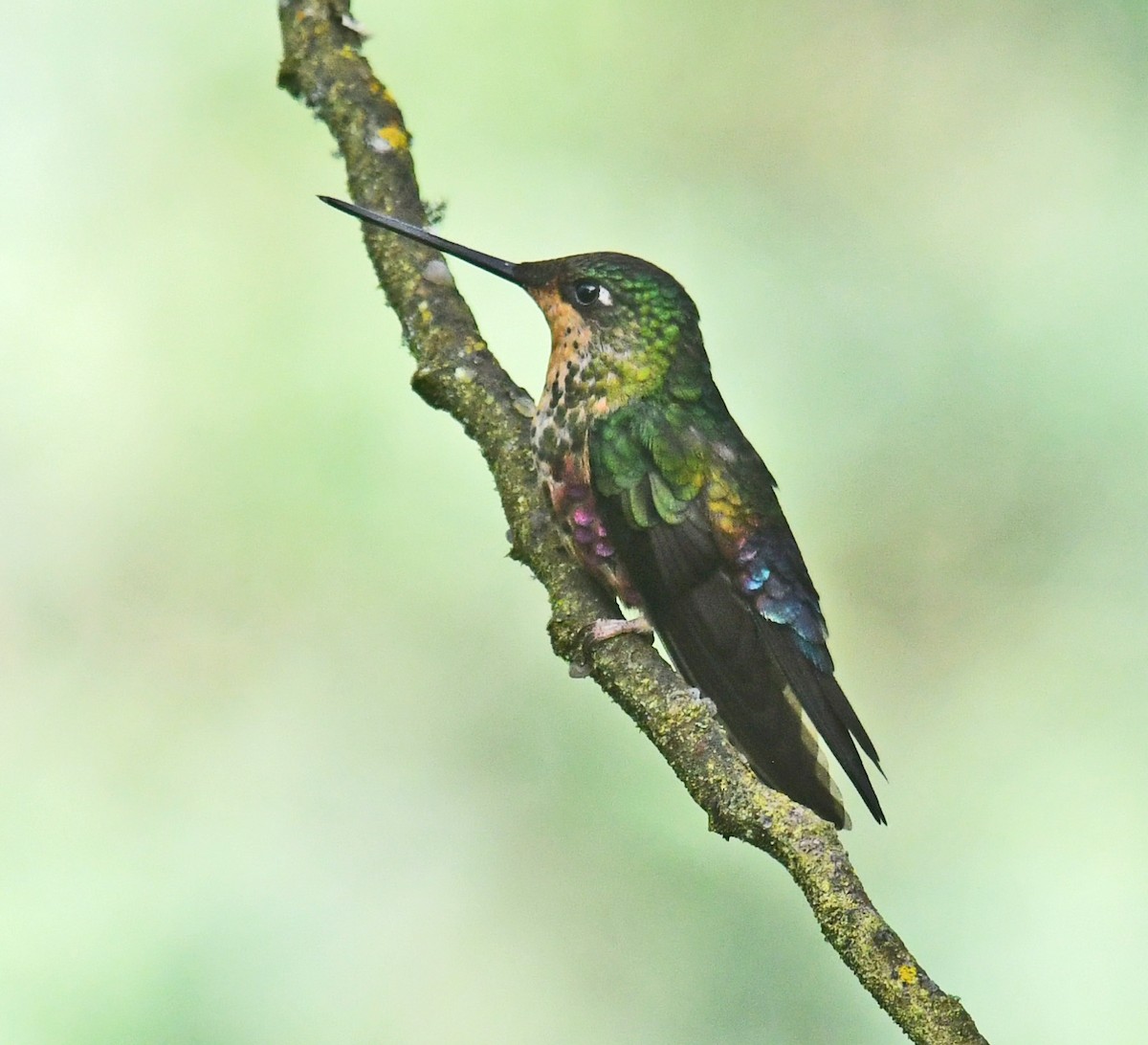 Blue-throated Starfrontlet - ML644313371