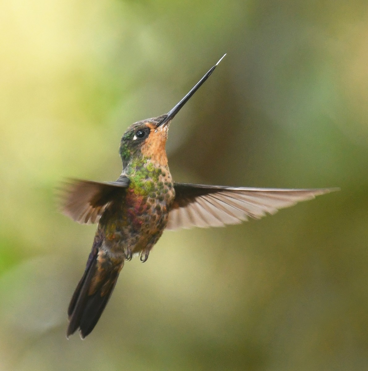 Blue-throated Starfrontlet - ML644313372