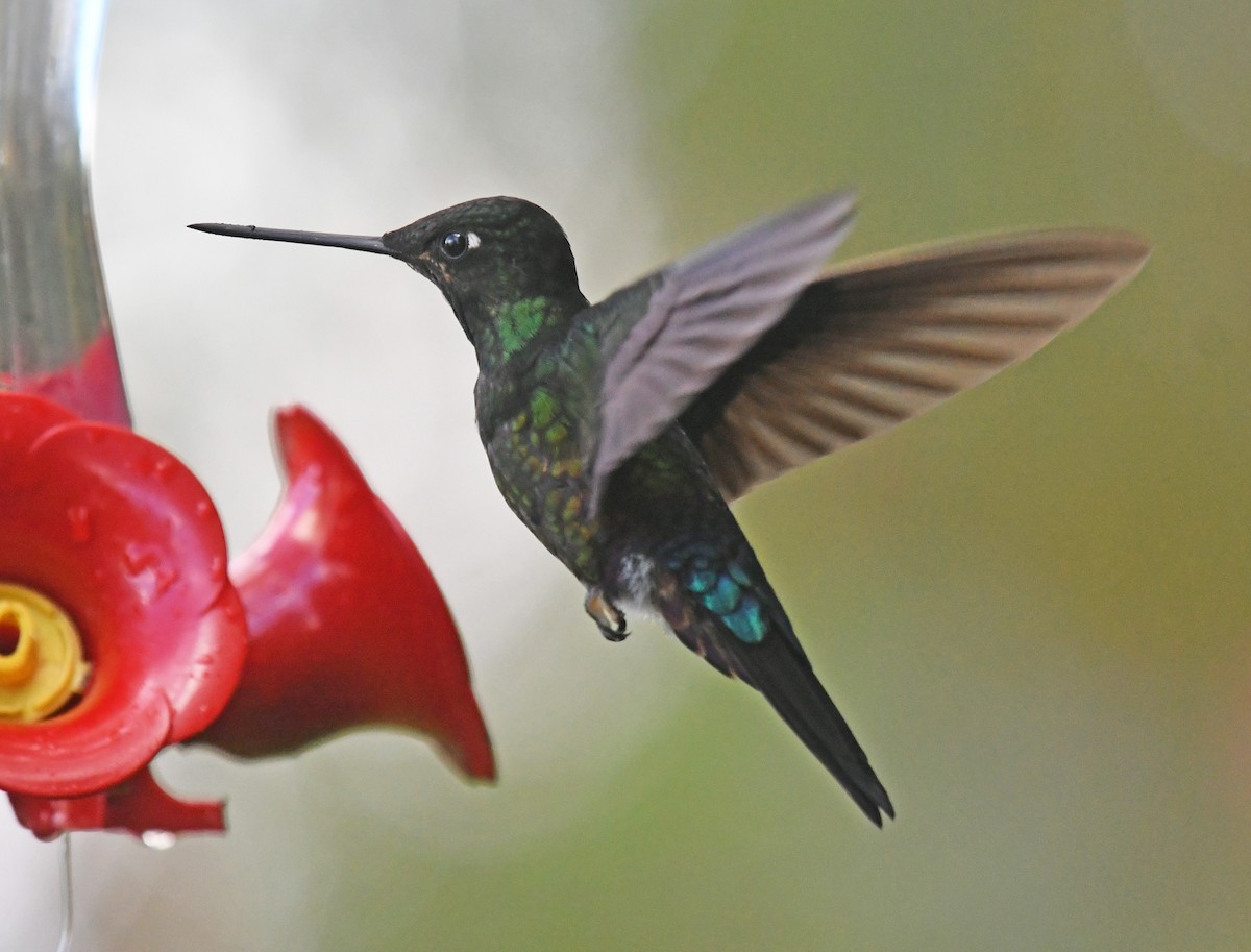 Blue-throated Starfrontlet - ML644313373