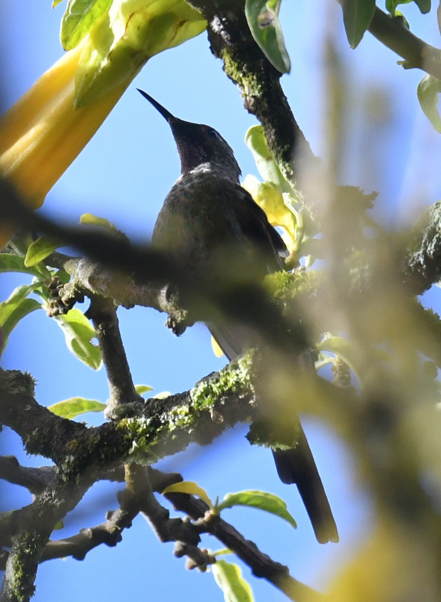 Porte-traîne lesbie - ML644313377
